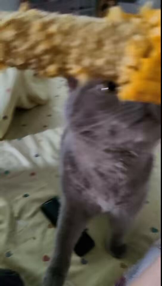 媒体预览