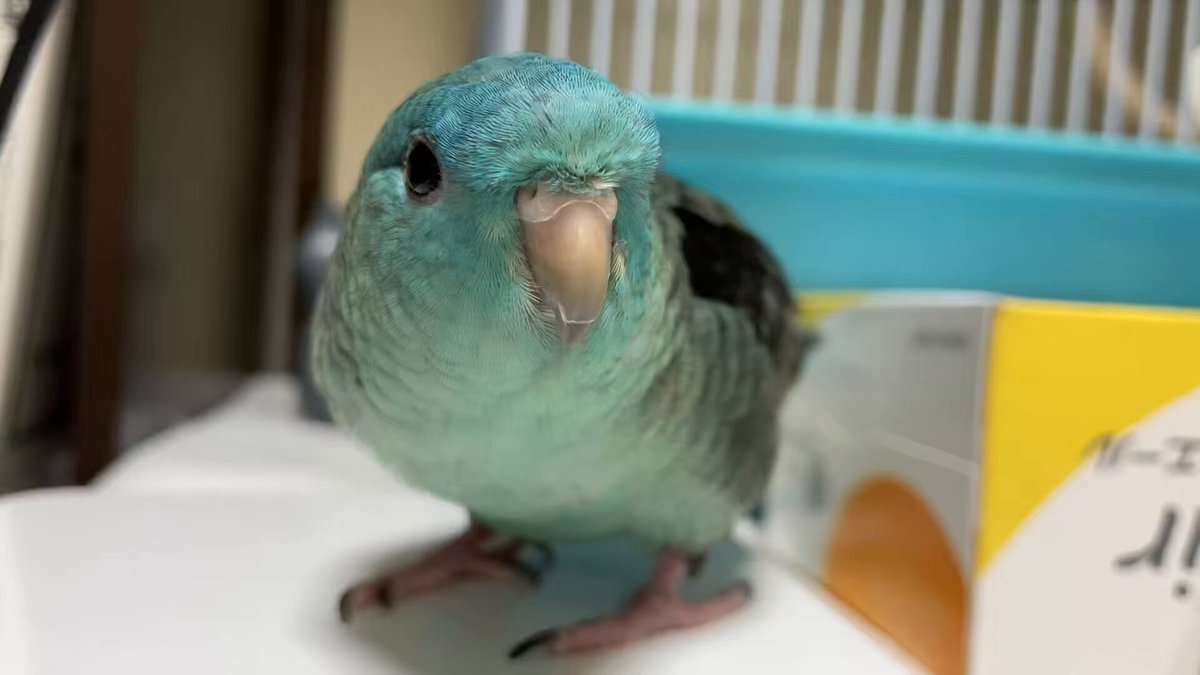 ターコイズくん / サザナミインコ (@taaaaa0501) / X