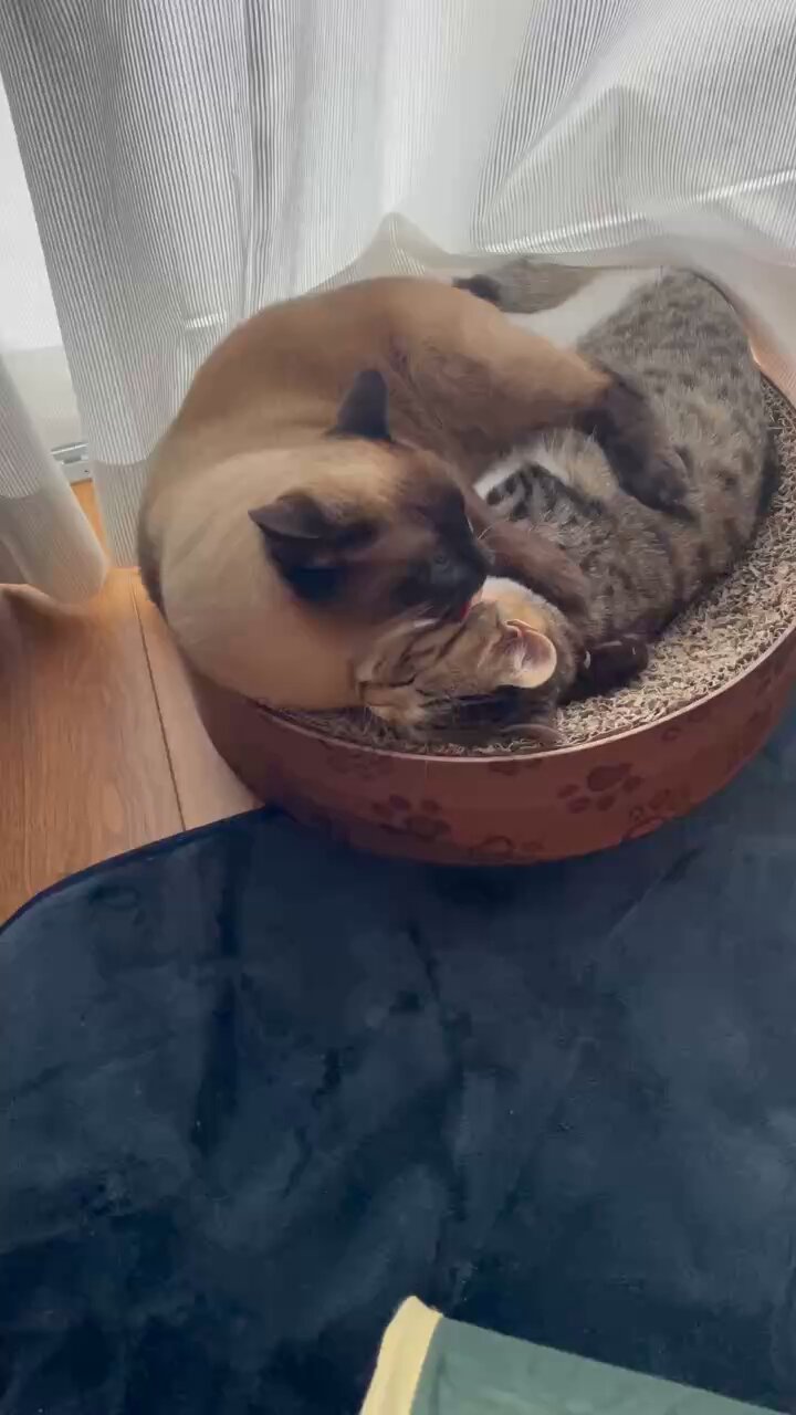 愛犬、愛猫大好き (*^^*) 愛犬・愛猫の成長記録 vol.392