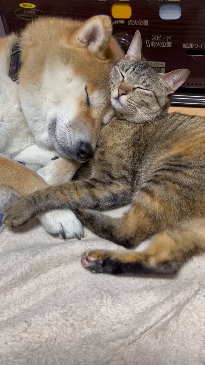 仲良くお遊びの時間υ´ᴖ ﻌ ᴖ`υ^ >ᴗ<^