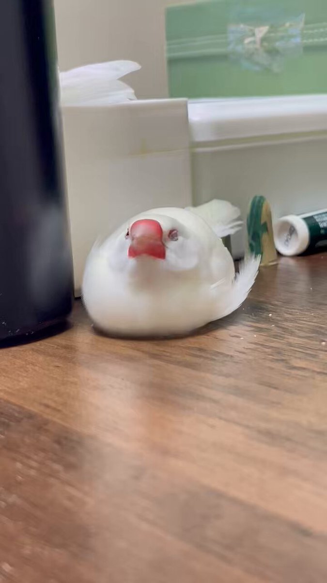 笹 (@f1KuHD9ep8sjZ1q) / X