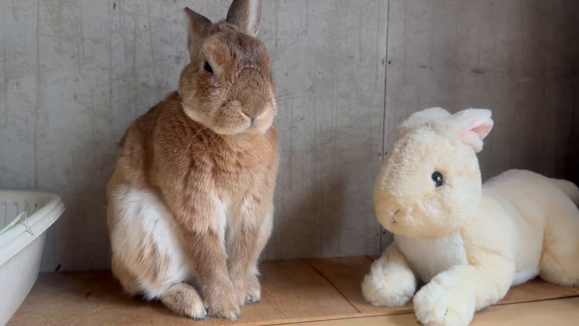 うさぎのふく on X: 