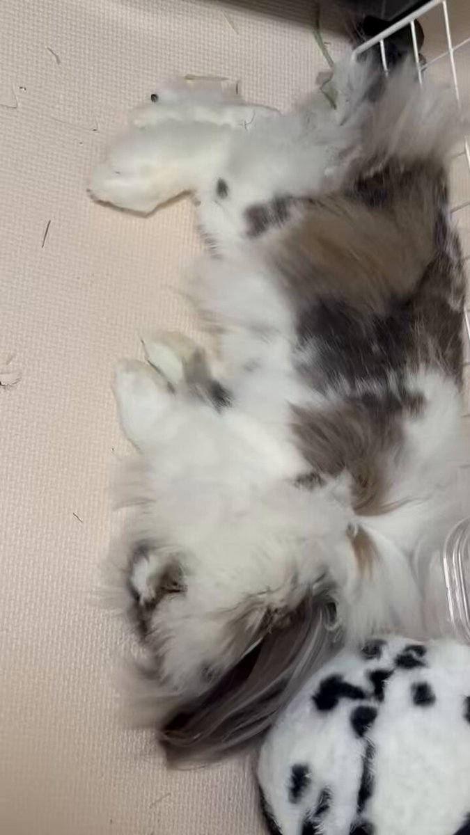 菊地燎 on X: 