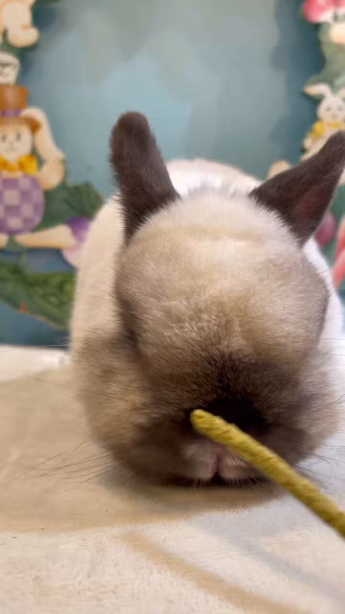 ラビッツ ラビッツ (@rabbits_osaka) / Posts / X