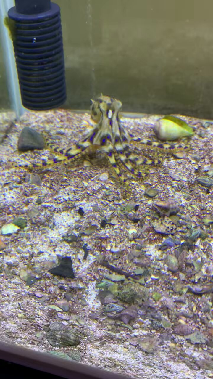 くろまめ Mame Kurogouchi マメクロゴウチ High Waisted Chino Wide