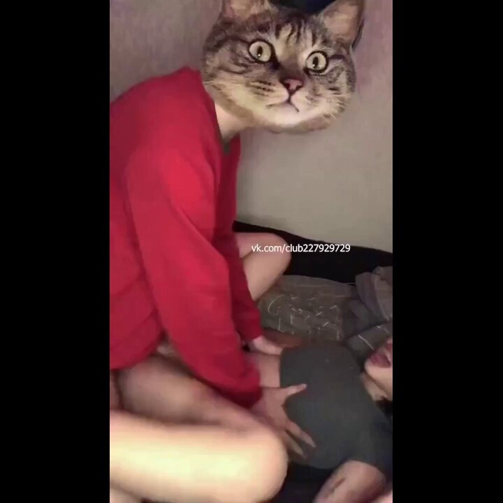 kucing garong