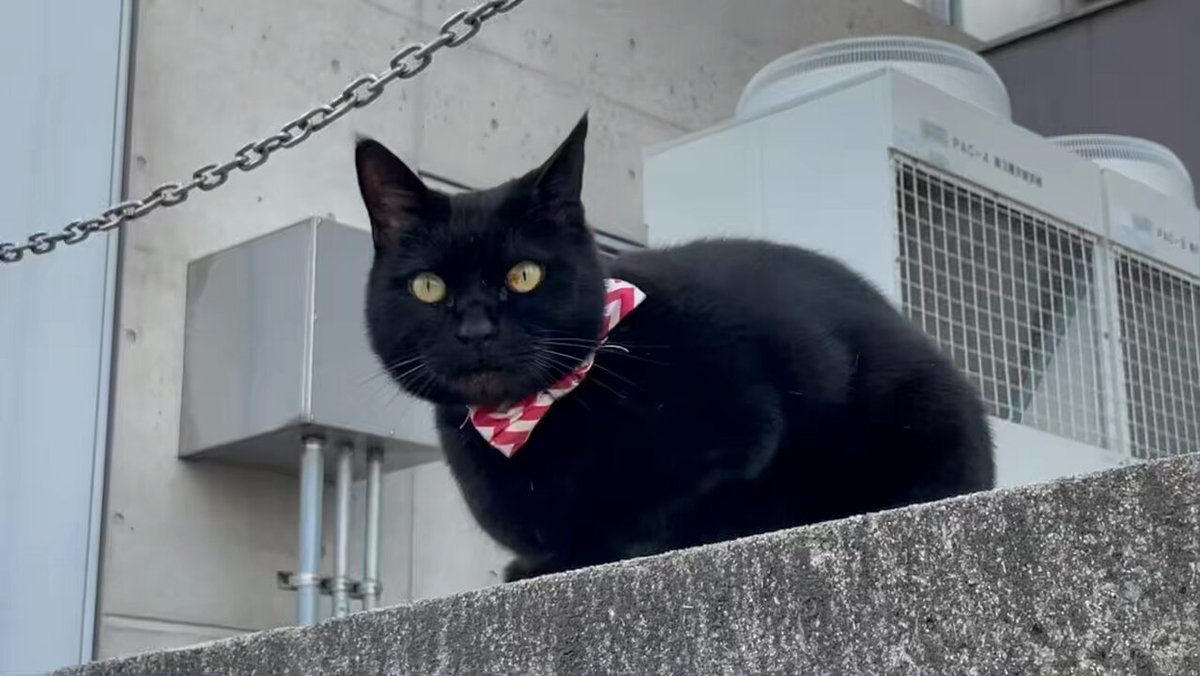 猫 楽天市場】猫 おもちゃ ネコ ボール ねずみ オモチャ 玩具 猫の