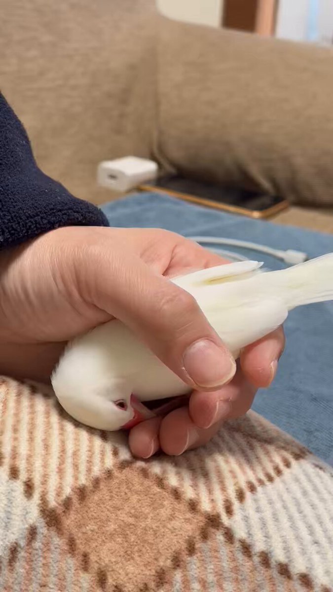 笹 (@f1KuHD9ep8sjZ1q) / X