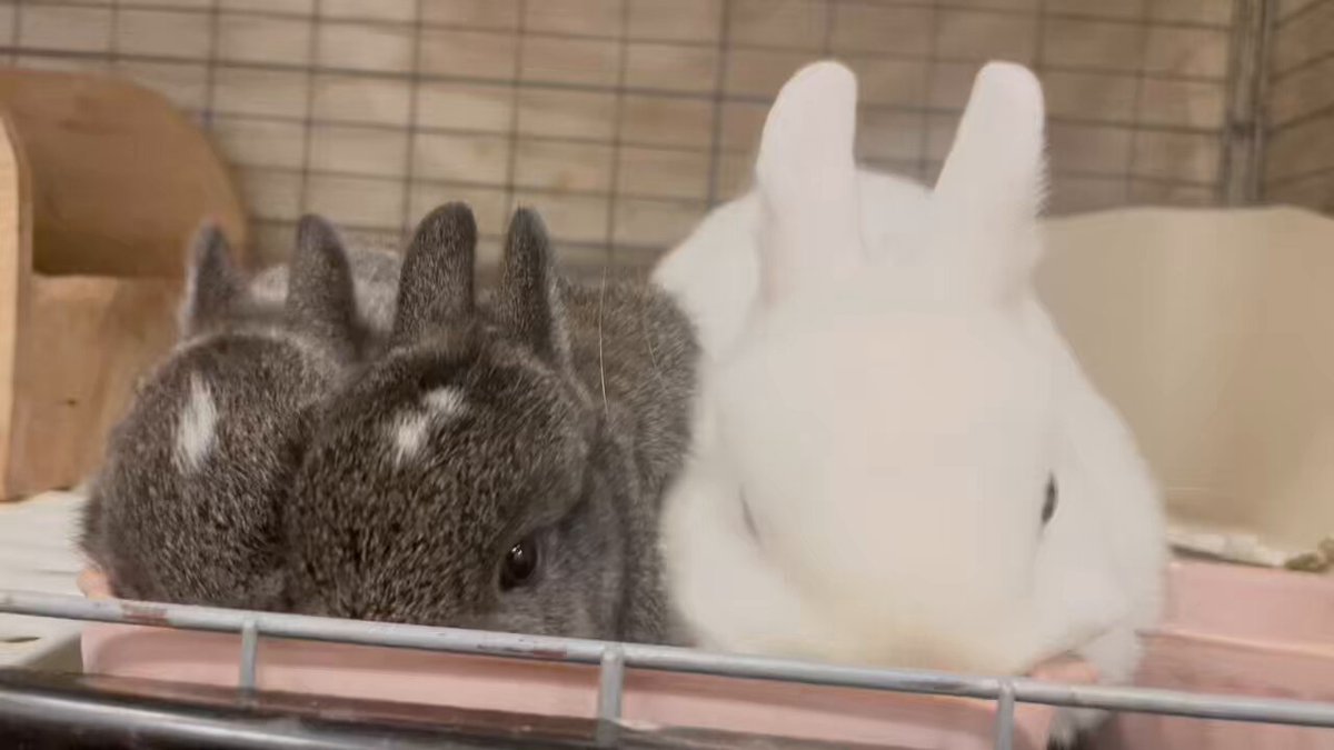 うさぎcafe うさぎカフェ・うさぎ専門店 White Rabbit (@whiterabbit_46) / X