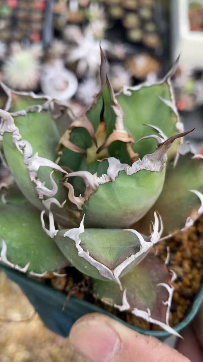 agave - Search / X