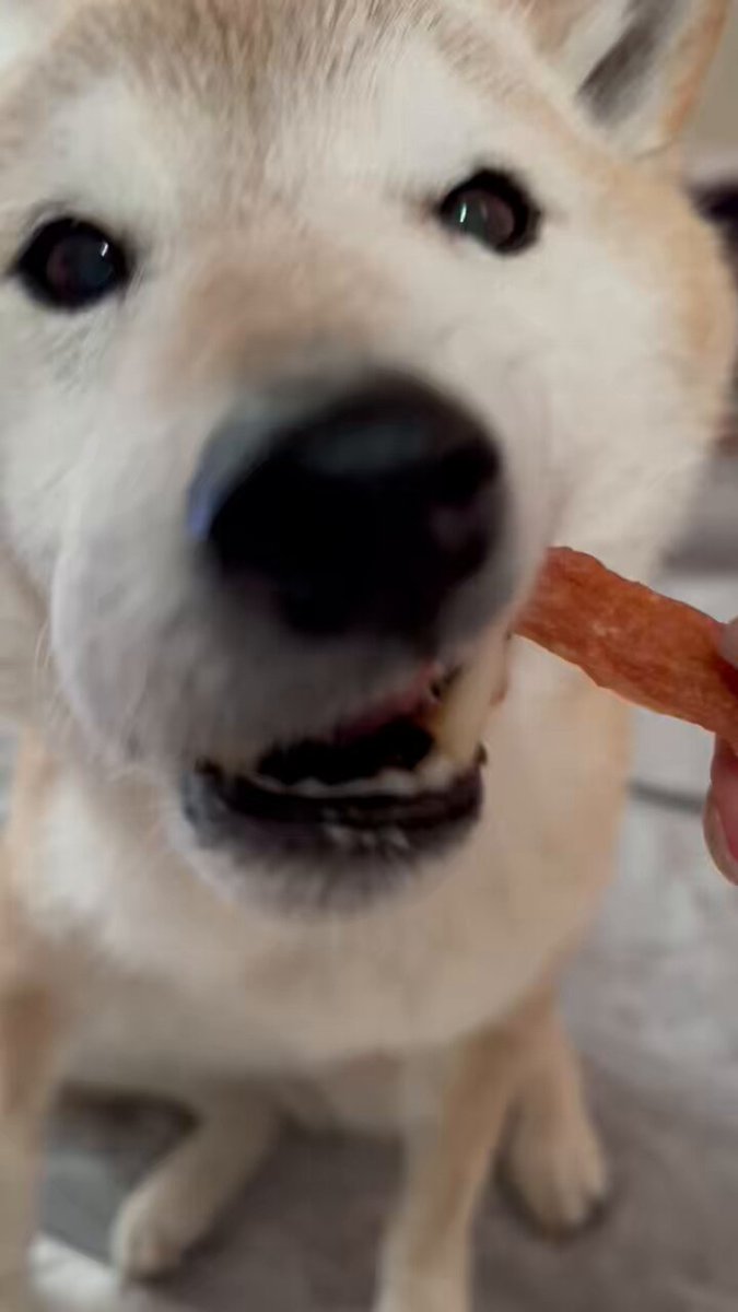 ぽてと (@poteto0205) / Posts / X