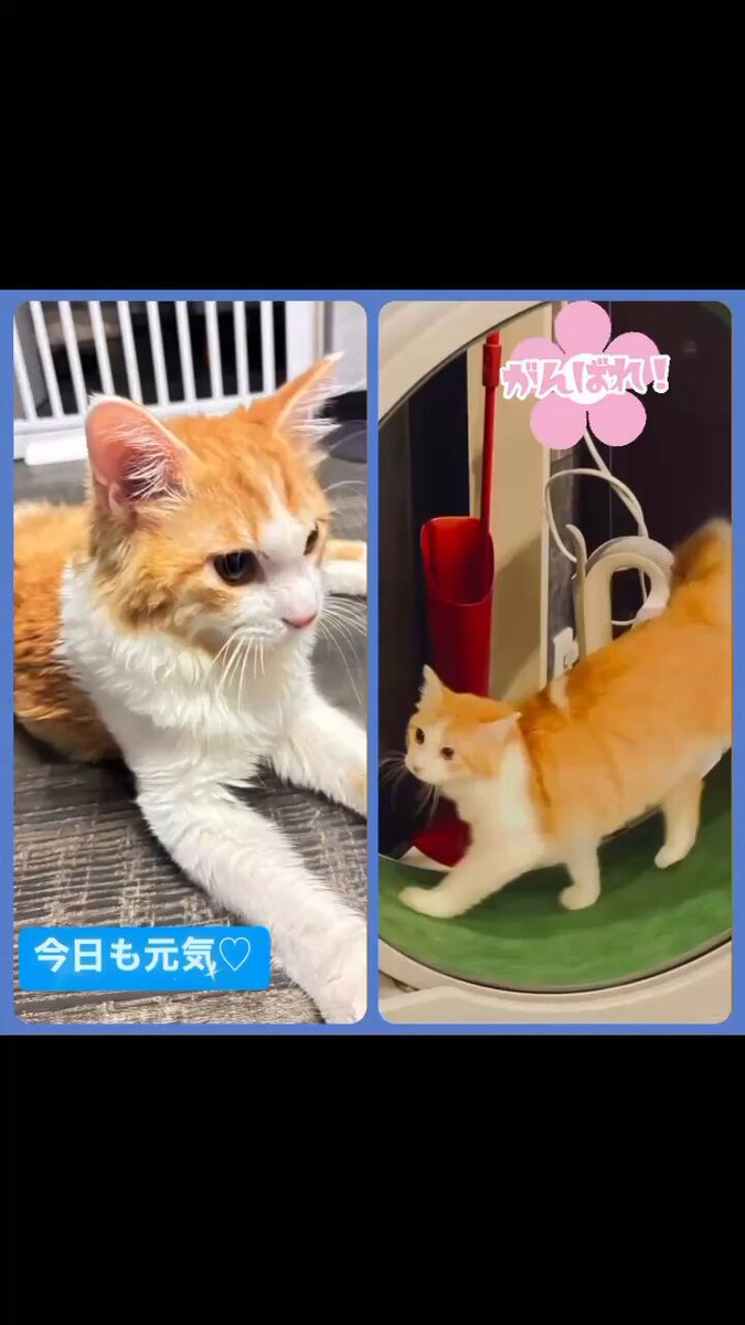 龍脈の精髄 ― クラスター 「聖域を生む結晶の調和」 宮崎県産 保護猫活動支援 GC_iSgxboAAYVi-.jpg