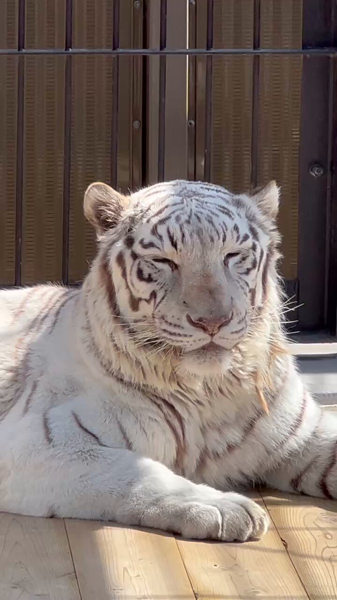 東武動物公園　ホワイトタイガー　卯年 東武動物公園、年始は2日から営業！寅年にちなんでホワイト