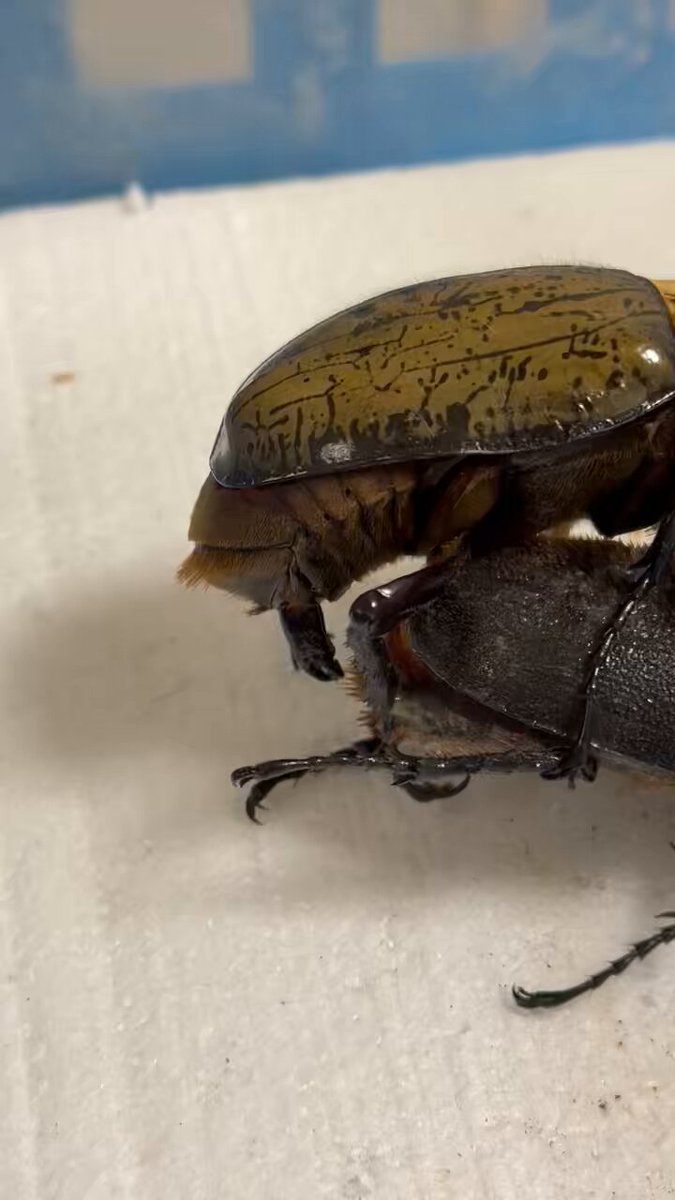 【即ブリメスのみ】ヘラクレスヘラクレス ♀66mm♀67mm 超カブクワ子ども店長 momo835 1st》 ヘラクレスギネス個体 183.5mm momo835直仔幼虫 ２令 1