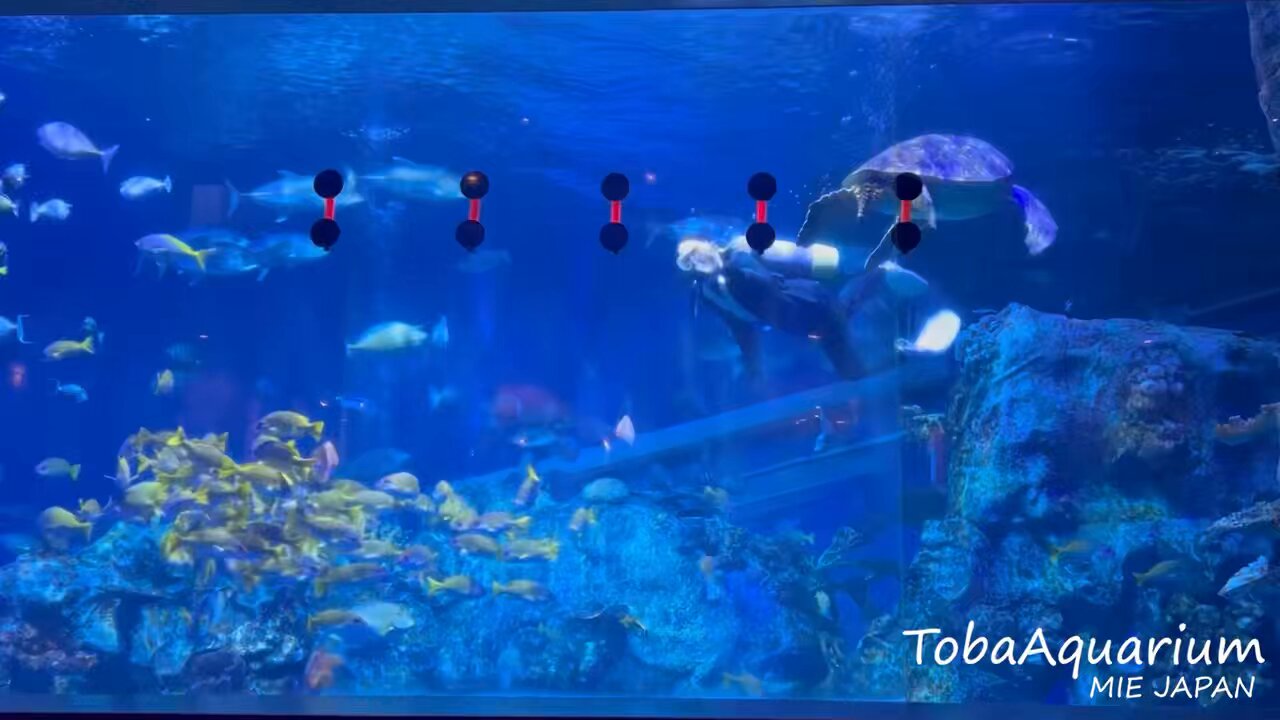 鳥羽水族館（TOBA AQUARIUM） on X: 