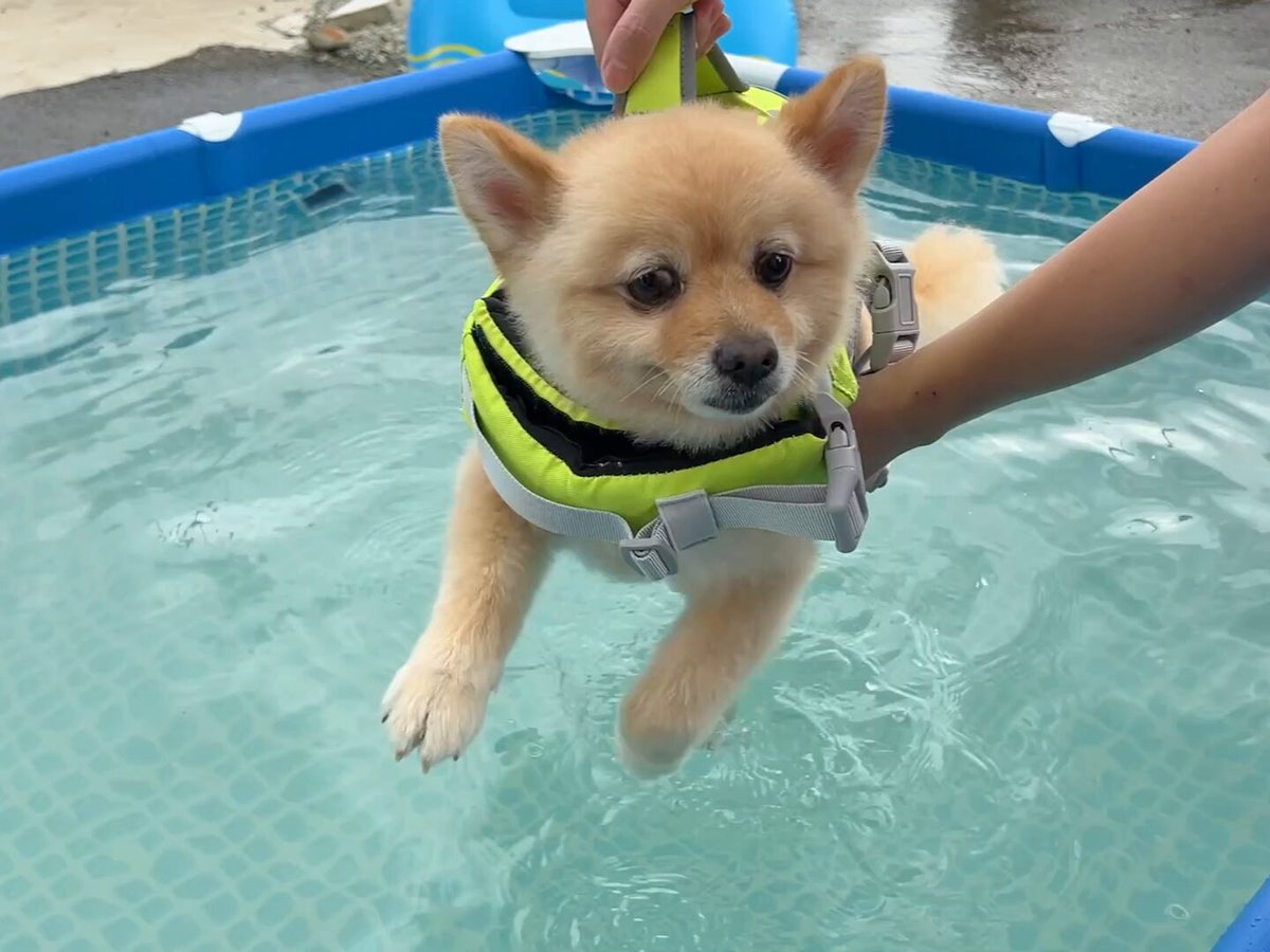 ポメラニアンのポメくん (@pome_pome_purin) / Posts / X