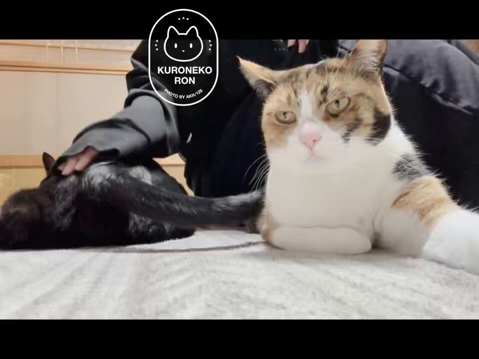 ねこ (@neko_musk) / X