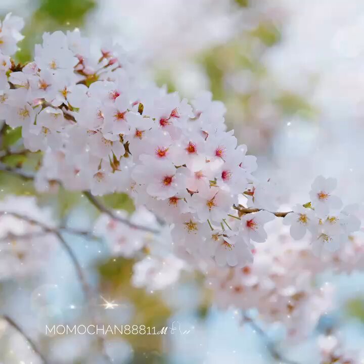 𝓂𝑜𝓂𝑜𝒸𝒽𝒶𝓃𝟚 𝓃𝒹 🌹日曜休み🌿複数の#長文の#対応 𝓂𝑜𝓂𝑜𝒸𝒽𝒶𝓃𝟚 𝓃𝒹 🌹日曜休み🌿複数の#長文の#対応