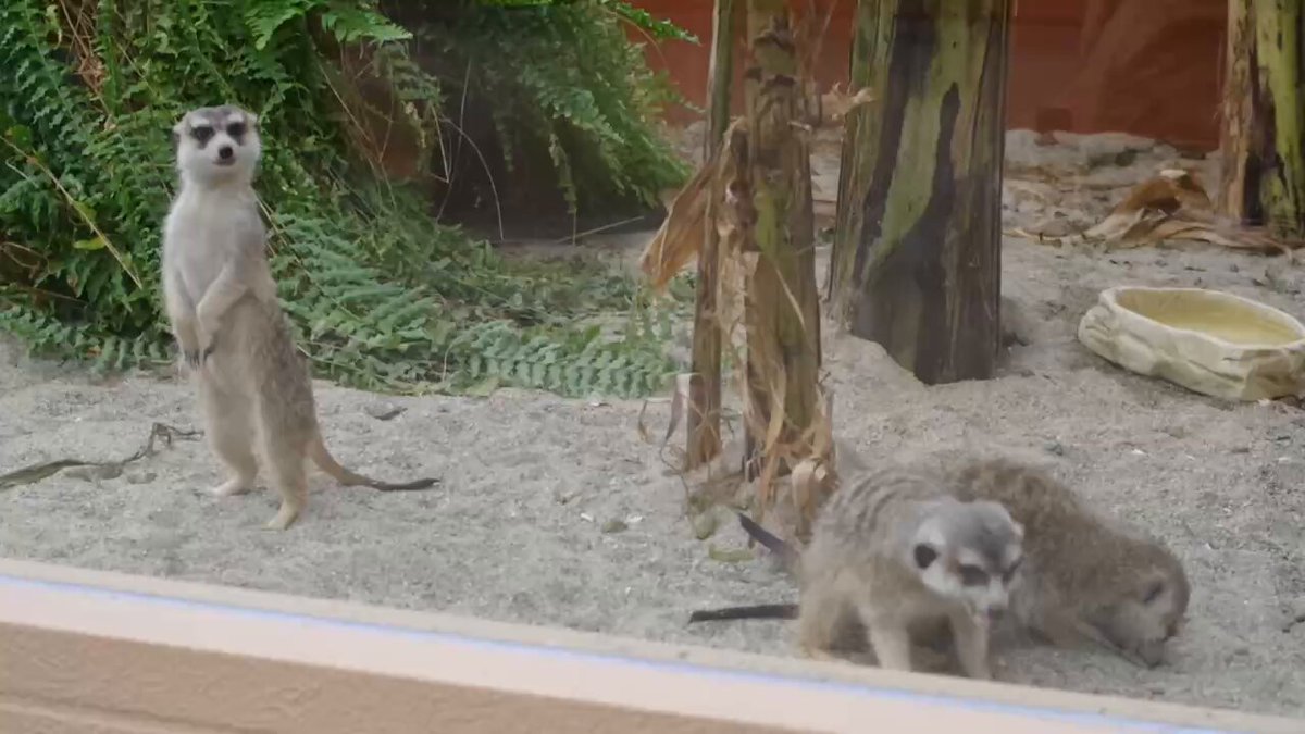 神戸どうぶつ王国 on X