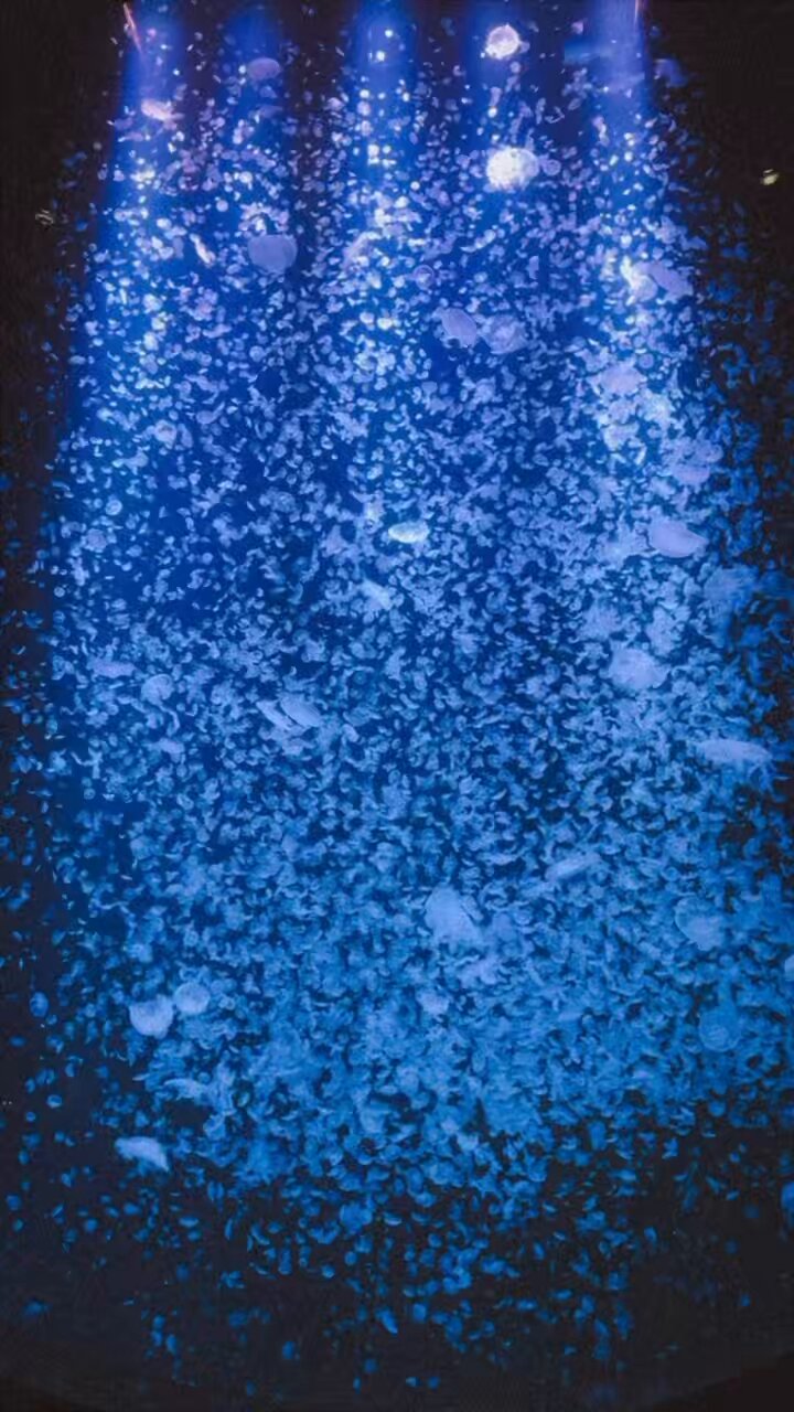 ※海月※ 海月 - Cerca / X
