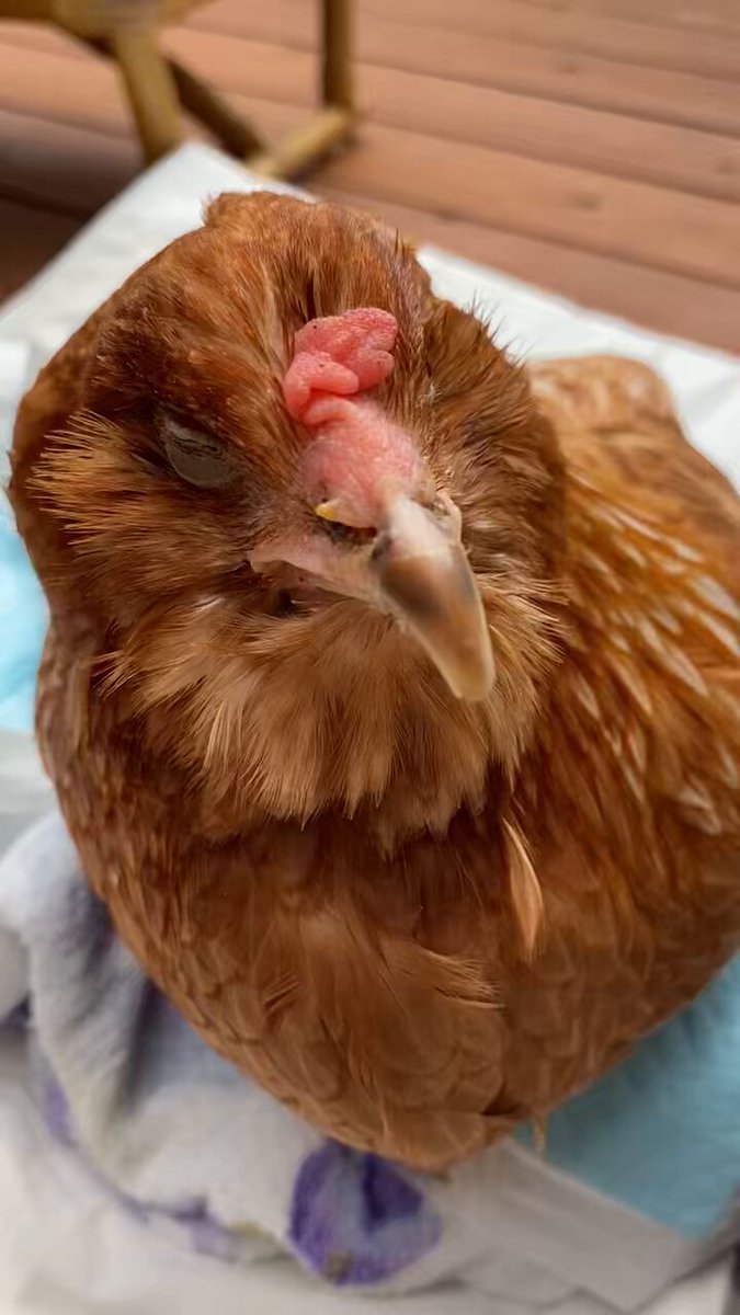 NHAT VIP【8S.LC】.awou