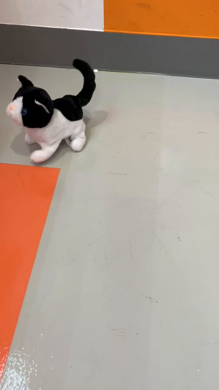 とことこ歩いてニャーニャー鳴く子猫たち　ハチワレ　黒ねこ　ねこ　ネコ　おもちゃ Amazon.co.jp: とことこ歩いてニャーニャー鳴く子猫たち 子猫の