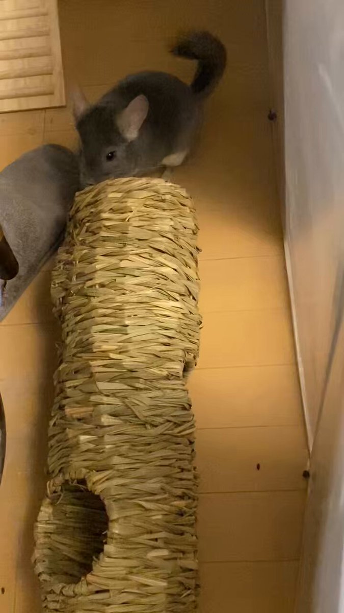 着用数回、美品！チンチラケープ♡︎ チンチラです