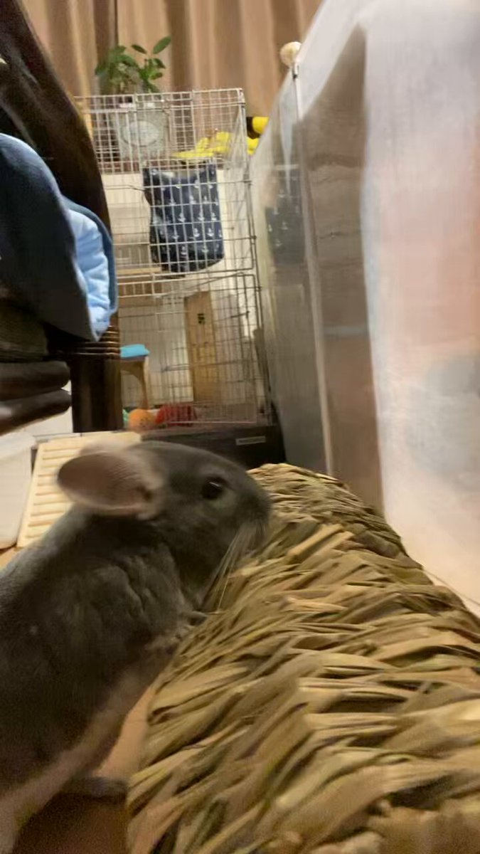 着用数回、美品！チンチラケープ♡︎ チンチラです