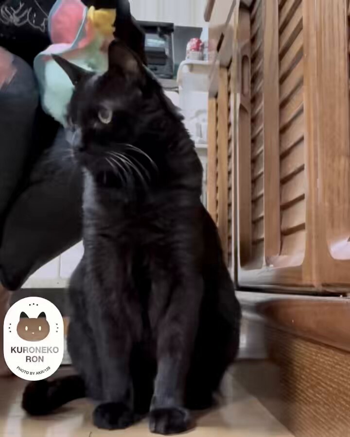 黒猫 ぽてと on X: 