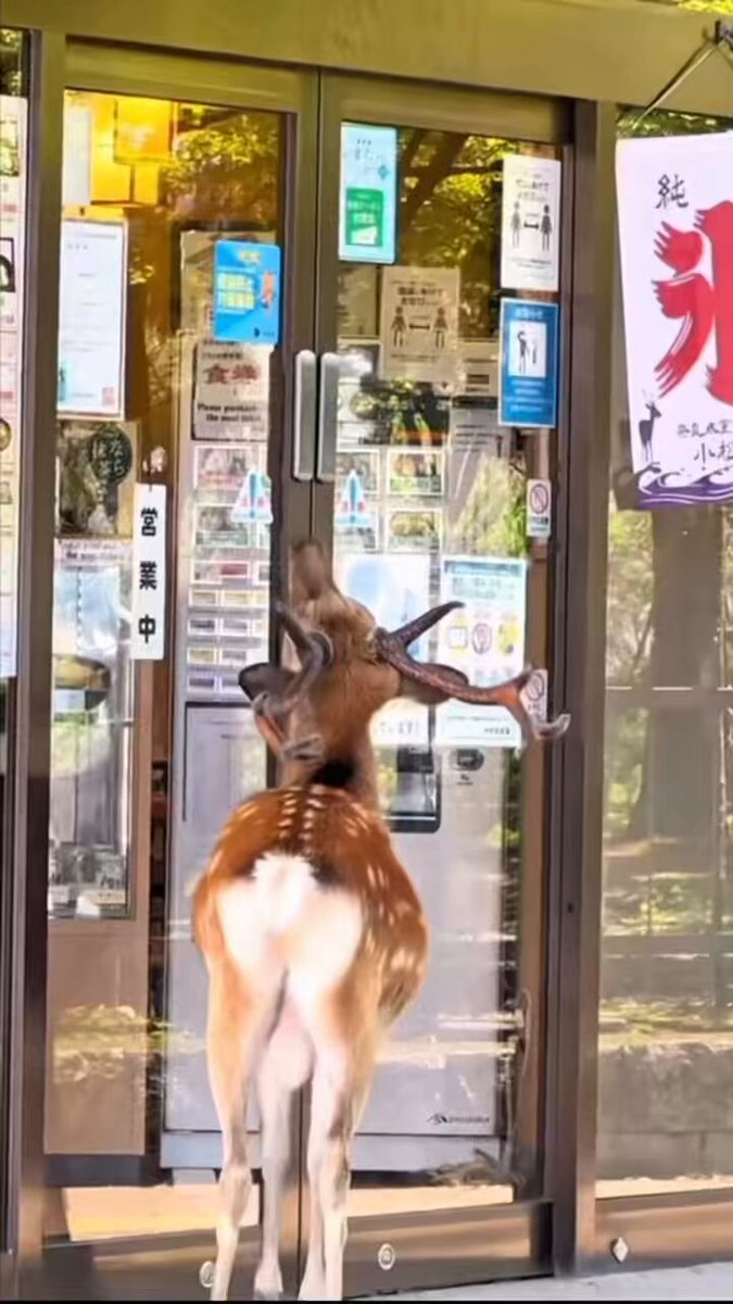 鹿達の日常 【nara deer channel】 (@naradeerphots) / X