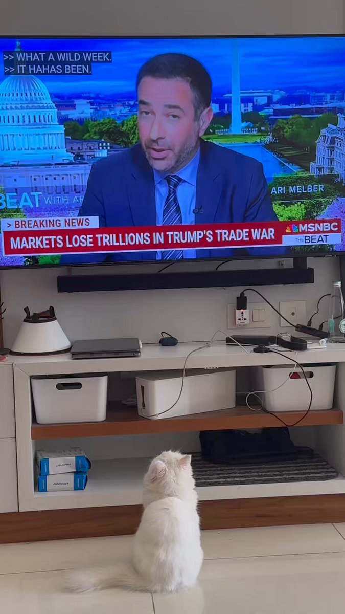 My cat is very concerned about Trump's tariffs. https://t.co/gfN1xbwXAC