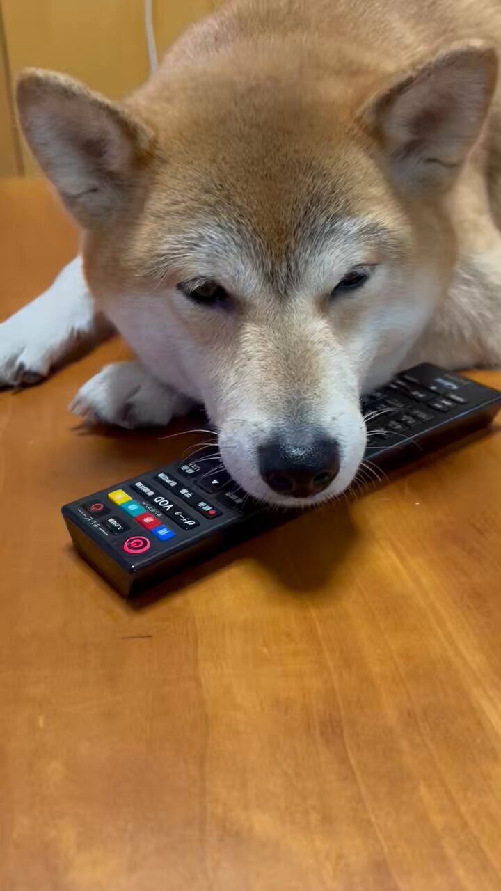 柴犬 りん (@rin__shibaken) / X