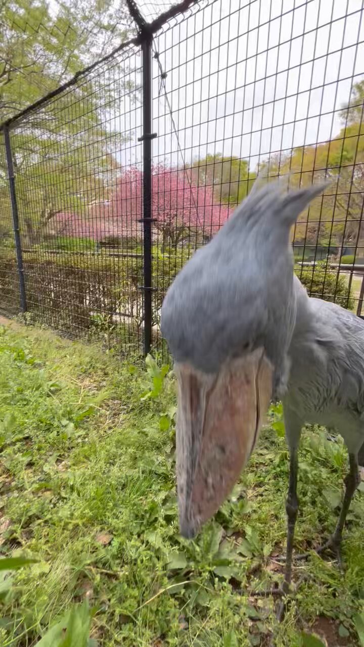 0524-5300-ハシビロコウ様【6点】 Amazon.co.jp: タカラトミー アニア AS-22 ハシビロコウ 動物