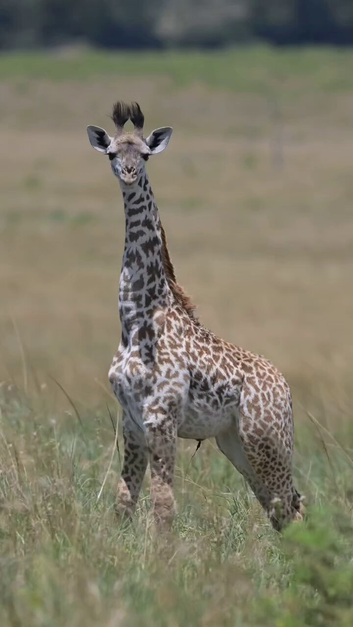 giraffe - Search / X giraffe - Search / X