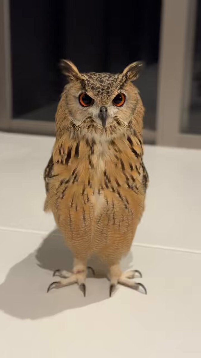 もふもふフクロウ ガルーさんの休日 もふもふフクロウ ガルーさんの休日 | げんさん, 黒須 みゆき