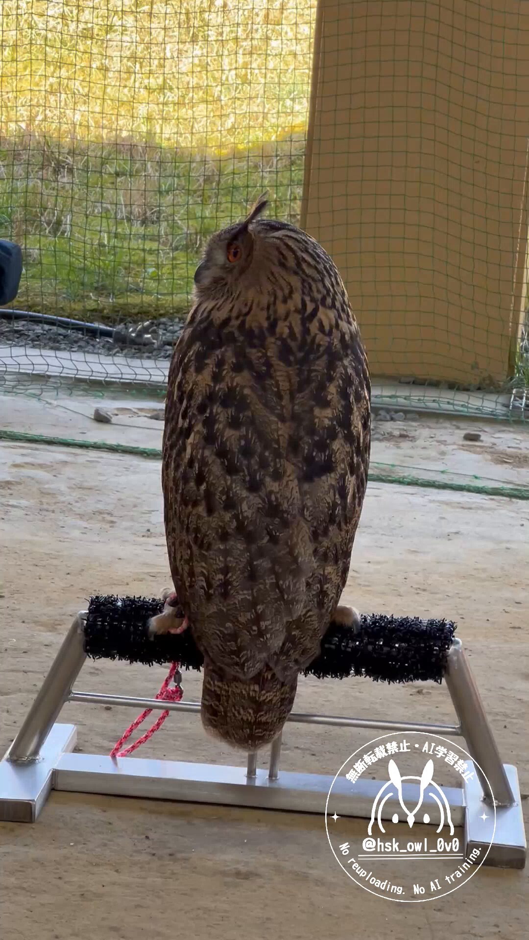 momozuku (@hsk_owl_0v0) / X