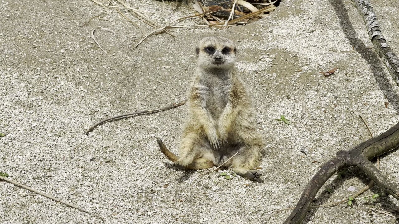 広島市安佐動物公園【公式】 on X: 広島市安佐動物公園【公式】 on X: