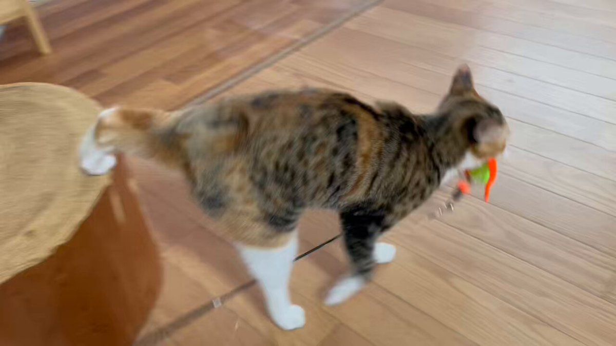 cat'scafeねこじゃらし (@cat_nekojarashi) / X
