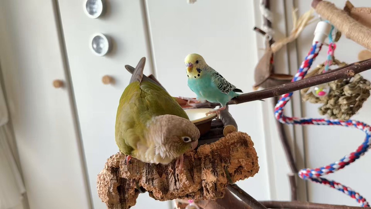 ◆インコ◆ 今週の入荷状況20250123 | 小鳥店（インコ、オウム、小鳥