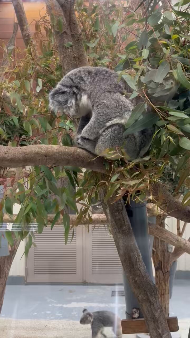 コアラ ライトセイバーこまち➡️🐨🌾 20250922 🙅‍♀️無断転載禁止