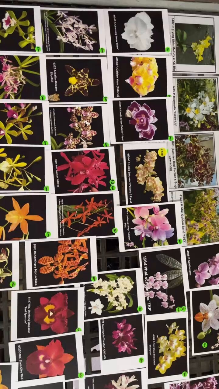 ORCHIS FLORICULTURING INC.長潁農業開發(股)公司