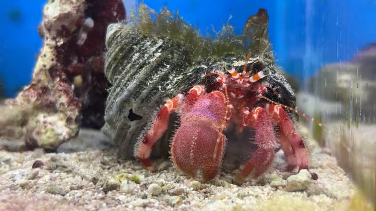 すさみ町立エビとカニの水族館 on X: すさみ町立エビとカニの水族館 on X: