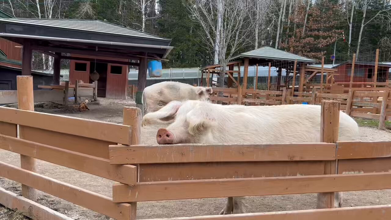 動物園学入門 | 村田 浩一, 成島 悦雄, 原 久美子 |本 | 通販