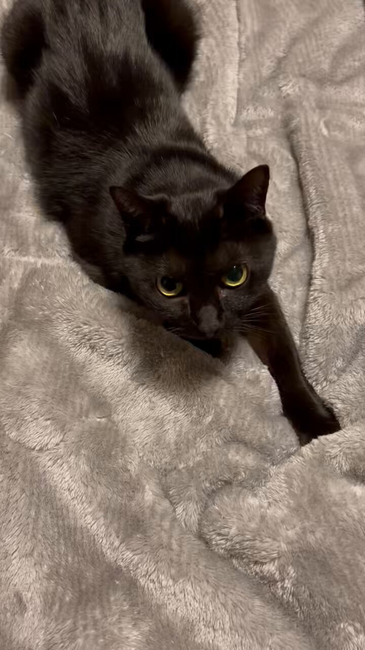 黒猫アルル on X: 