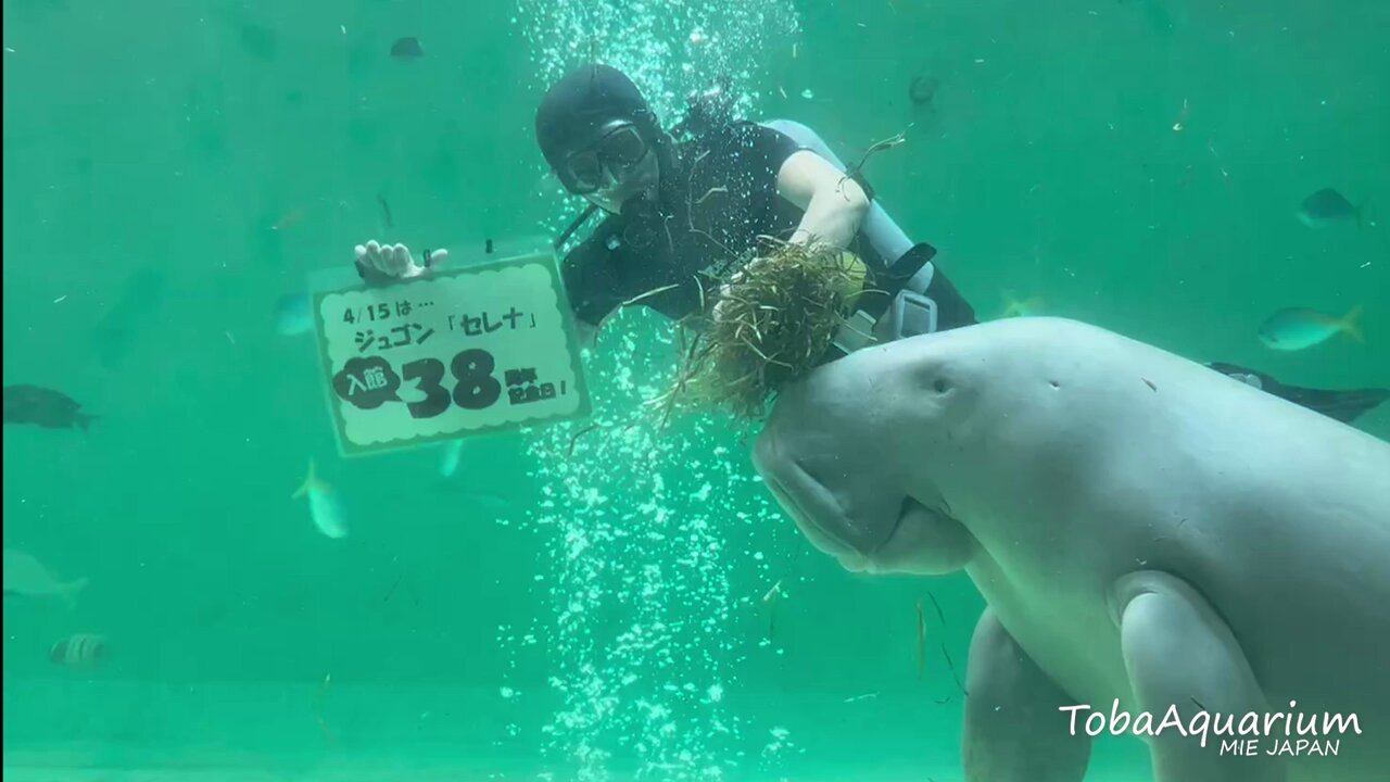 鳥羽水族館（TOBA AQUARIUM） on X: 