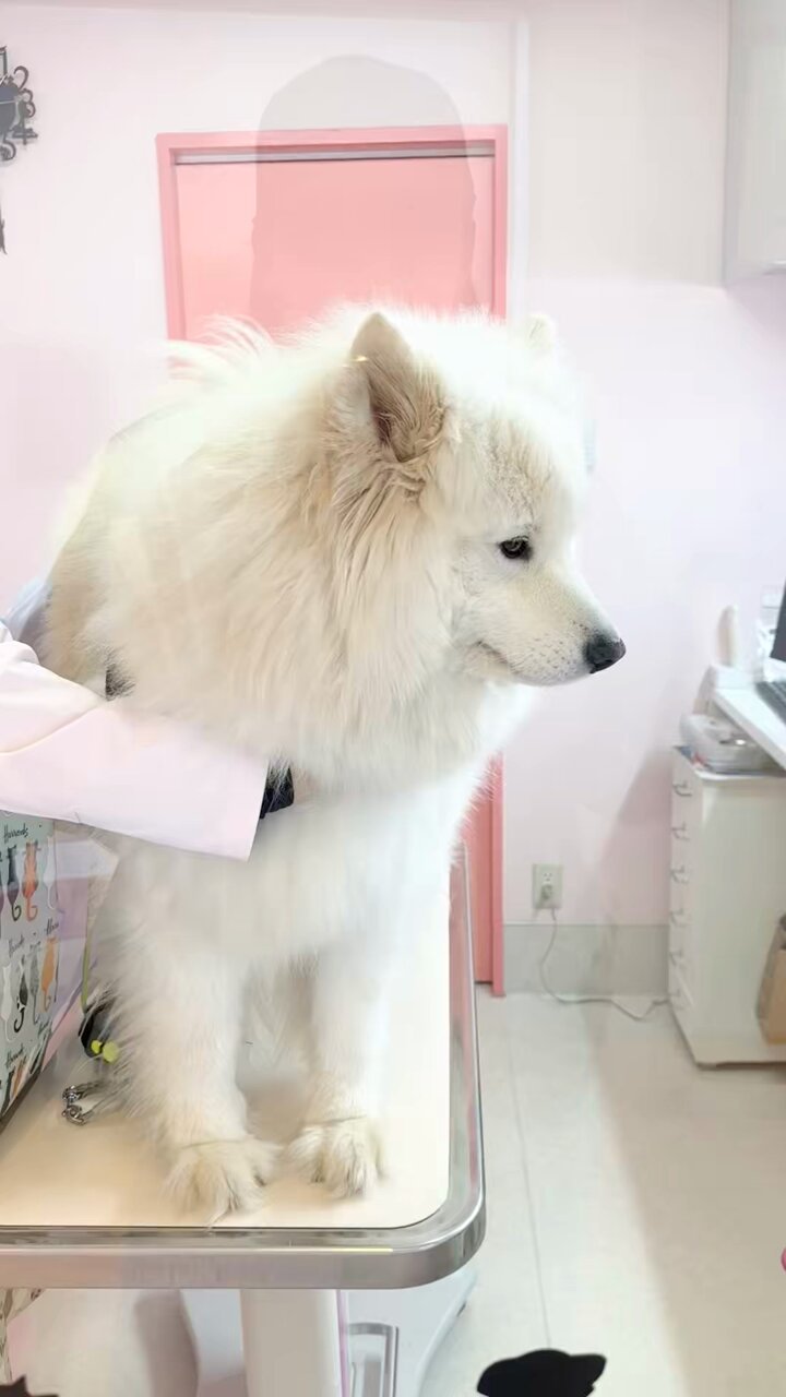 サモエドのソラン soran the samoyed (@samoedsoran) / X サモエドのソラン soran the samoyed (@samoedsoran) / X