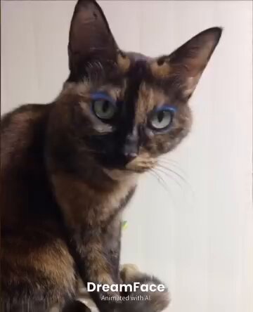 真は錆猫が好き サビ猫エカイユ - Search / X