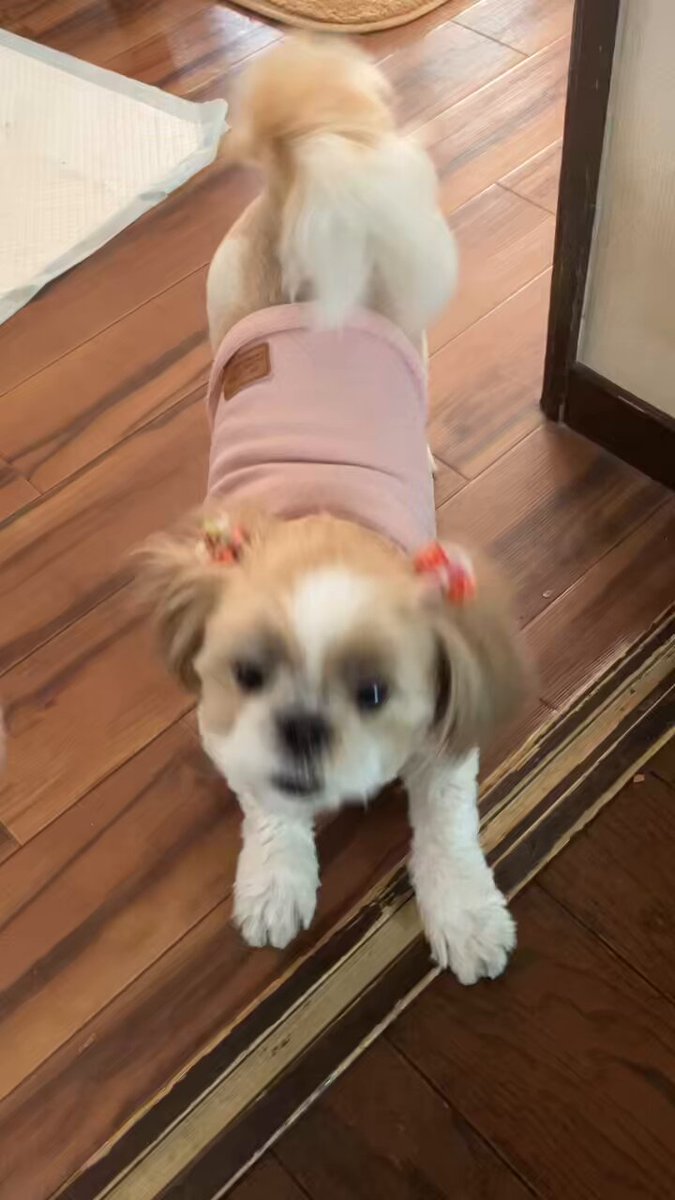 牝犬奥さん 