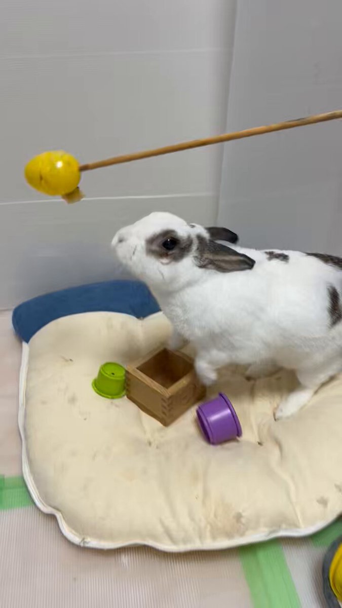 Venus+Bugsi🐰 🇺🇸Rescued Bunny/US元保護うさぎ🇯🇵東京移住
