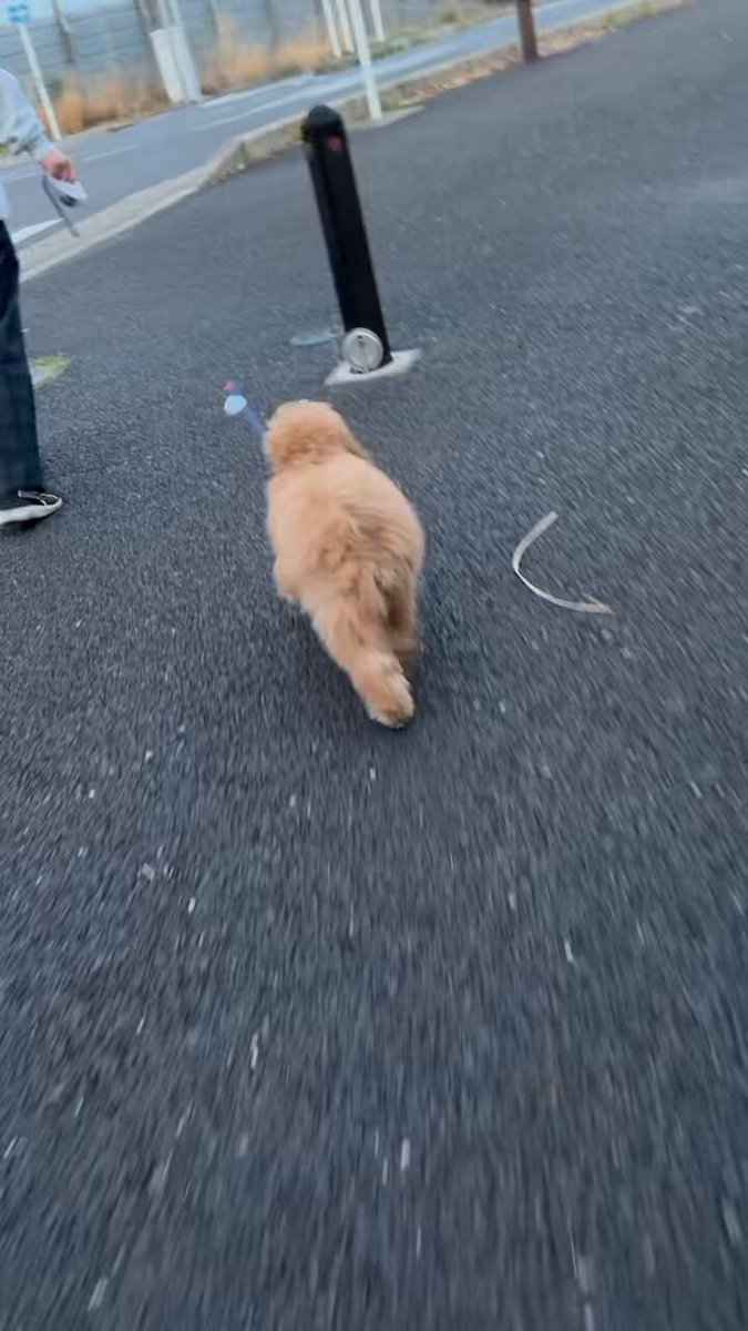 犬の散歩 - Search / X
